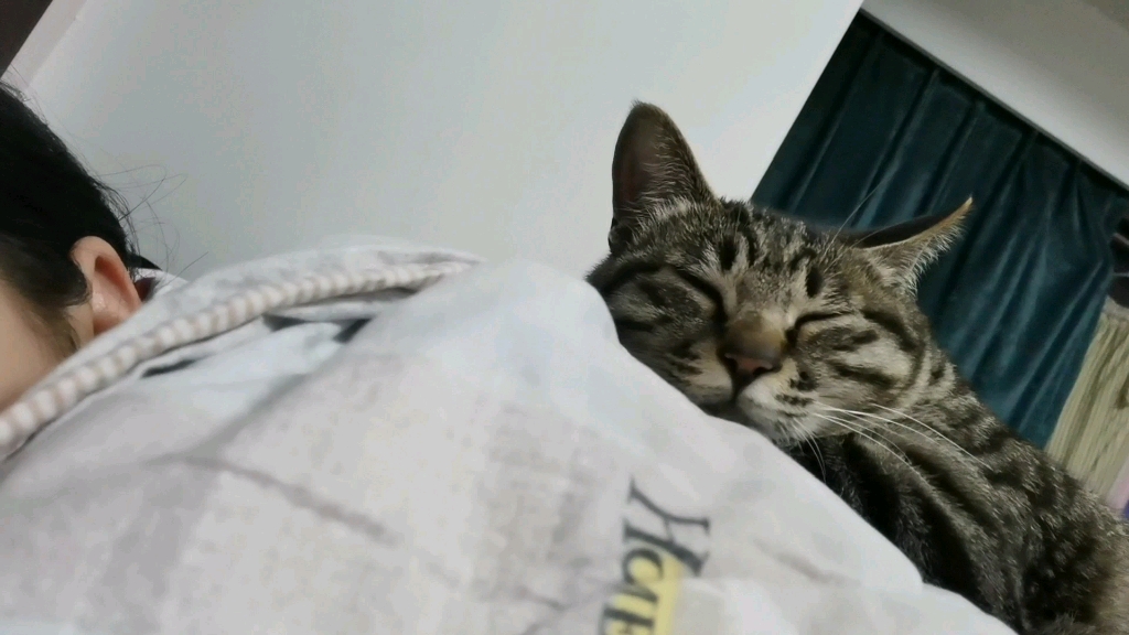 看猫咪睡觉吧唧嘴我能看一晚上_哔哩哔哩 (゜-゜)つロ 干杯~-bilibili