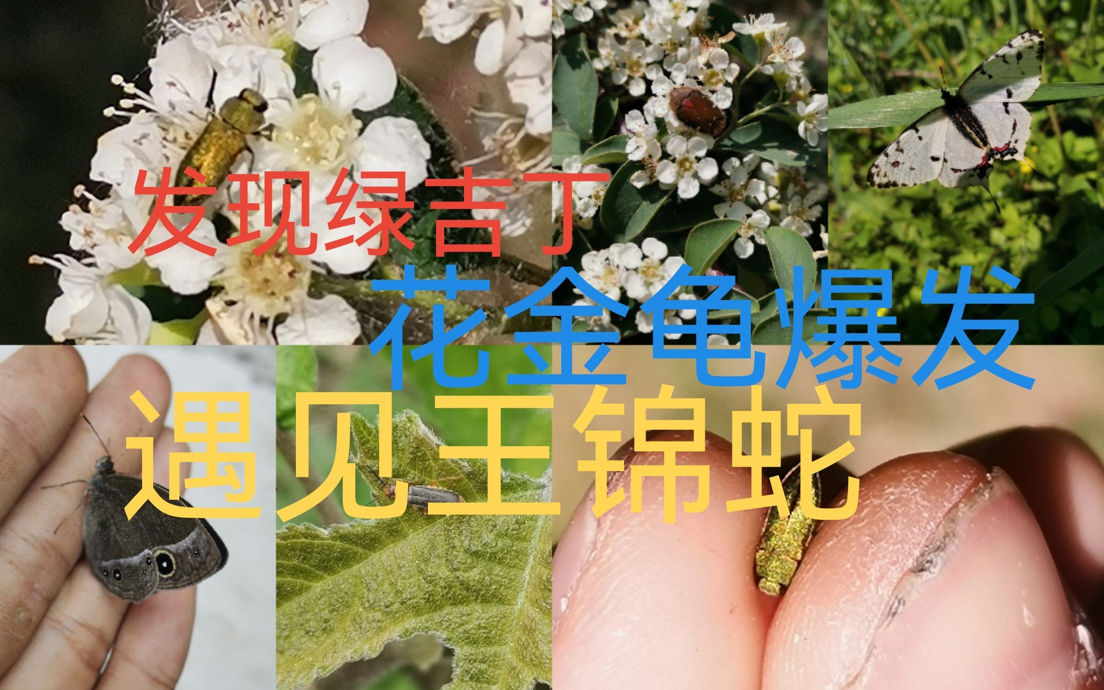 [图]国家植物园野采，发现稀有绿吉丁