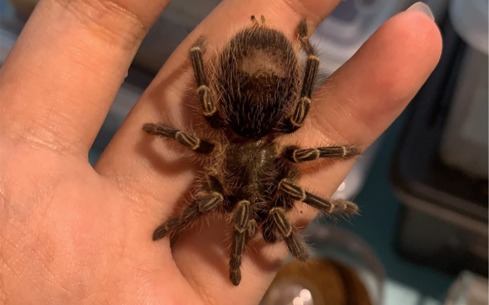 开箱巴西巨人金直间大苗