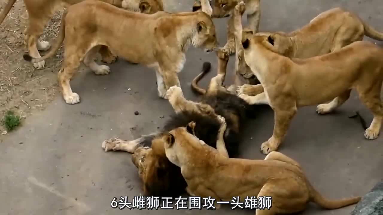 雄狮被6头雌狮围攻,脸颊被死死咬住,雄狮:真是太没面子了!