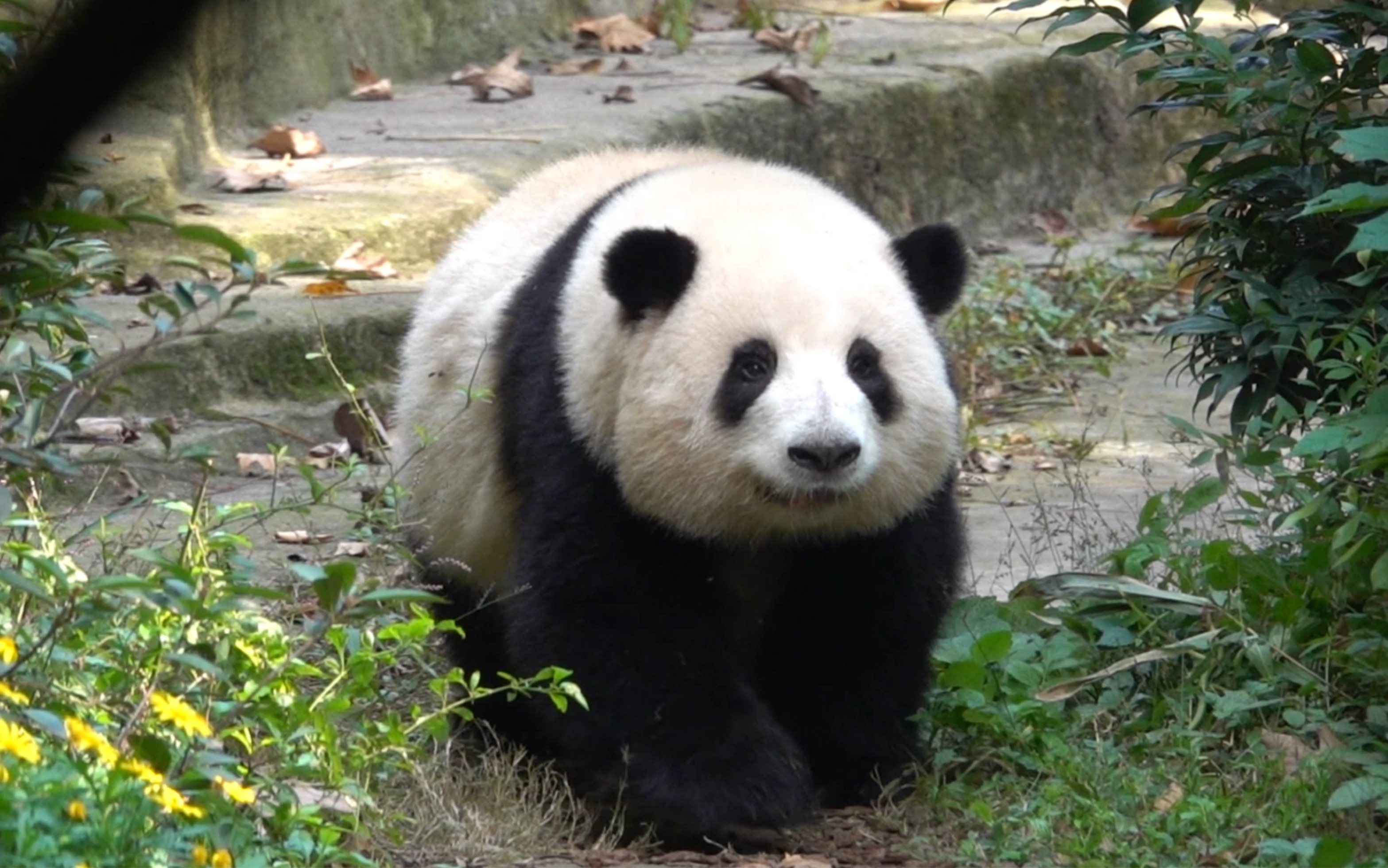 7花花蹦蹦跳跳的跟着谭爷爷跑出来要果果,她好开心哦,和叶弟弟就好