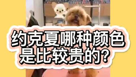 约克夏云吞 这真的是一个小型犬该有的体力吗 哔哩哔哩 Bilibili
