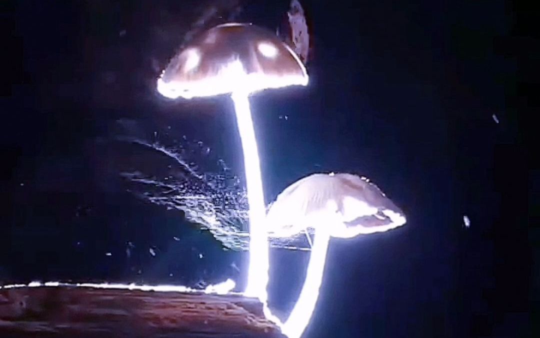 【小蘑菇】安折:审判者偷走了我的孢子,嘤