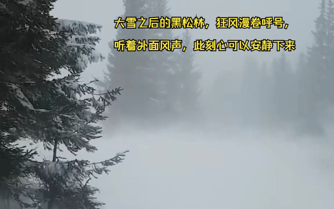 [图]大雪之后的黑松林，狂风漫卷呼号，听着外面风声，此刻心可以安静下来