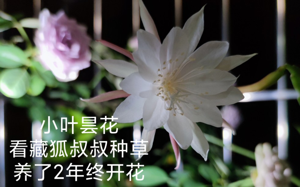 [小叶昙花]昙花不再是一现哔哩哔哩bilibili