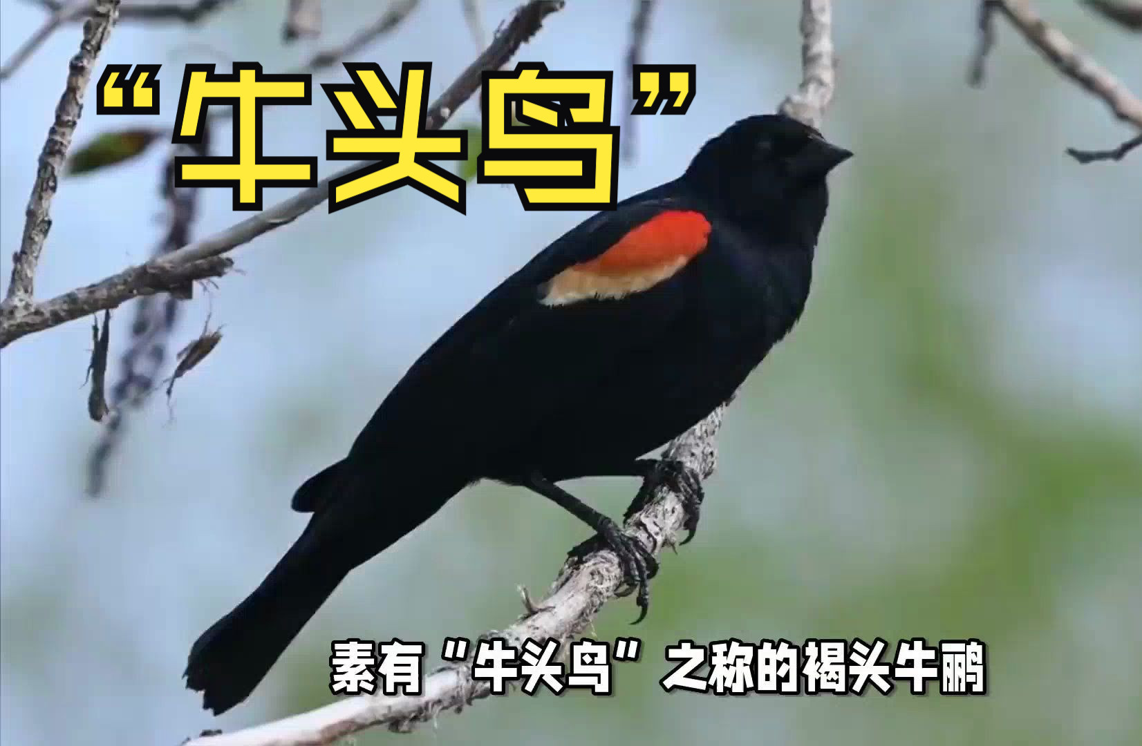 素有"牛头鸟"之称的褐头牛鹂