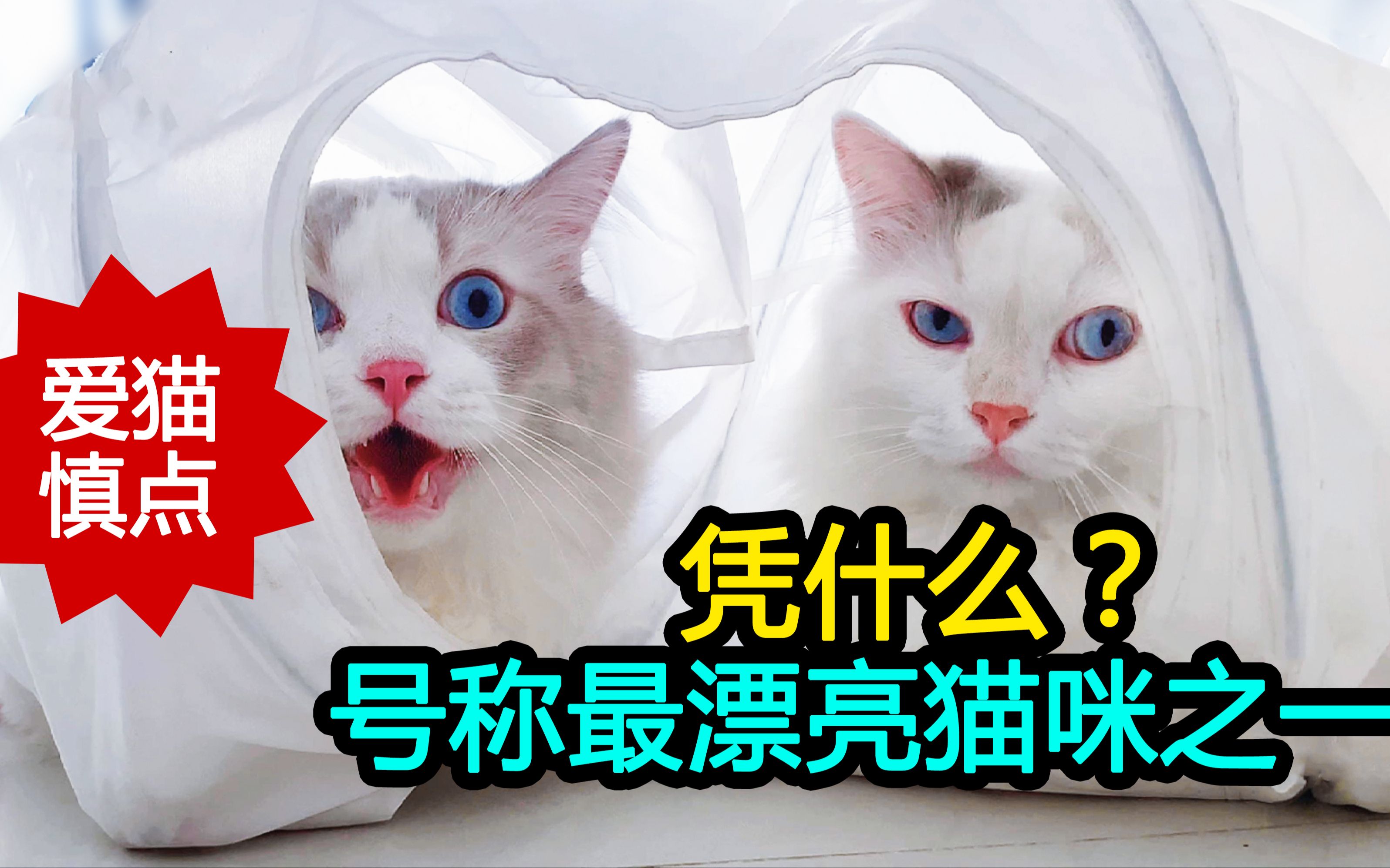 凭什么号称最美猫咪之一 看它在你面前卖个萌就知道了哔哩哔哩bilibili