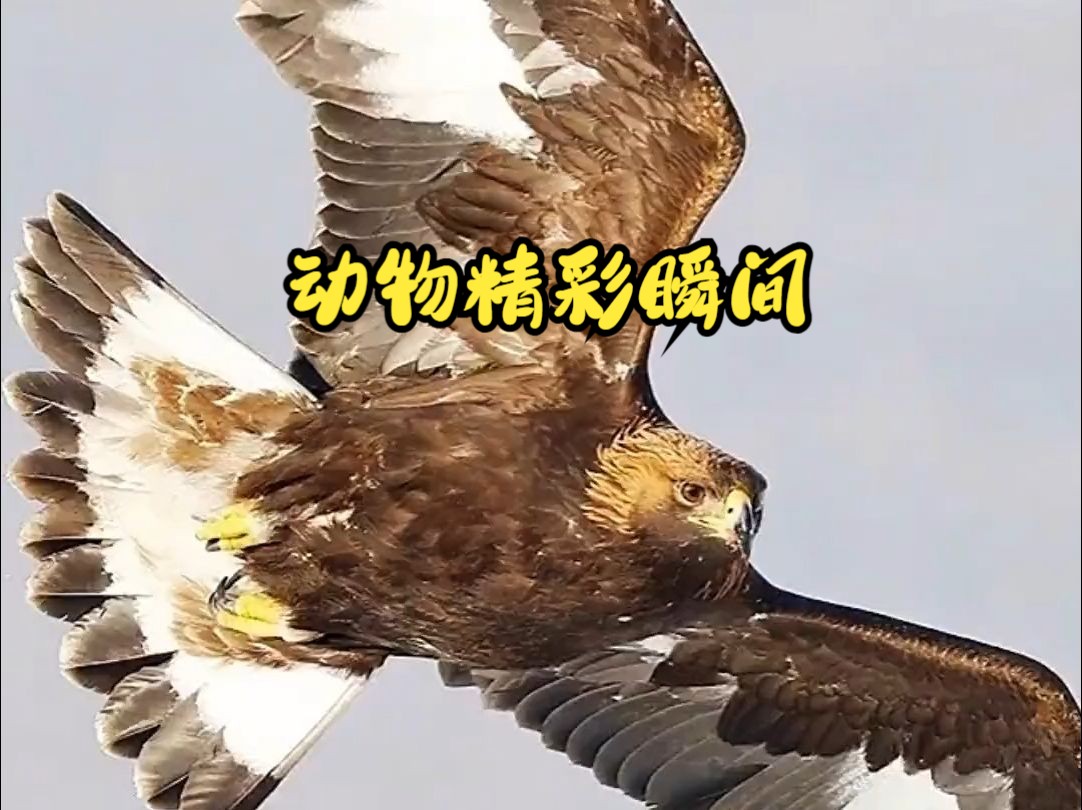 鳥中霸主,老鷹捕獵精彩瞬間 ,神奇動物在抖音 ,動物鳥