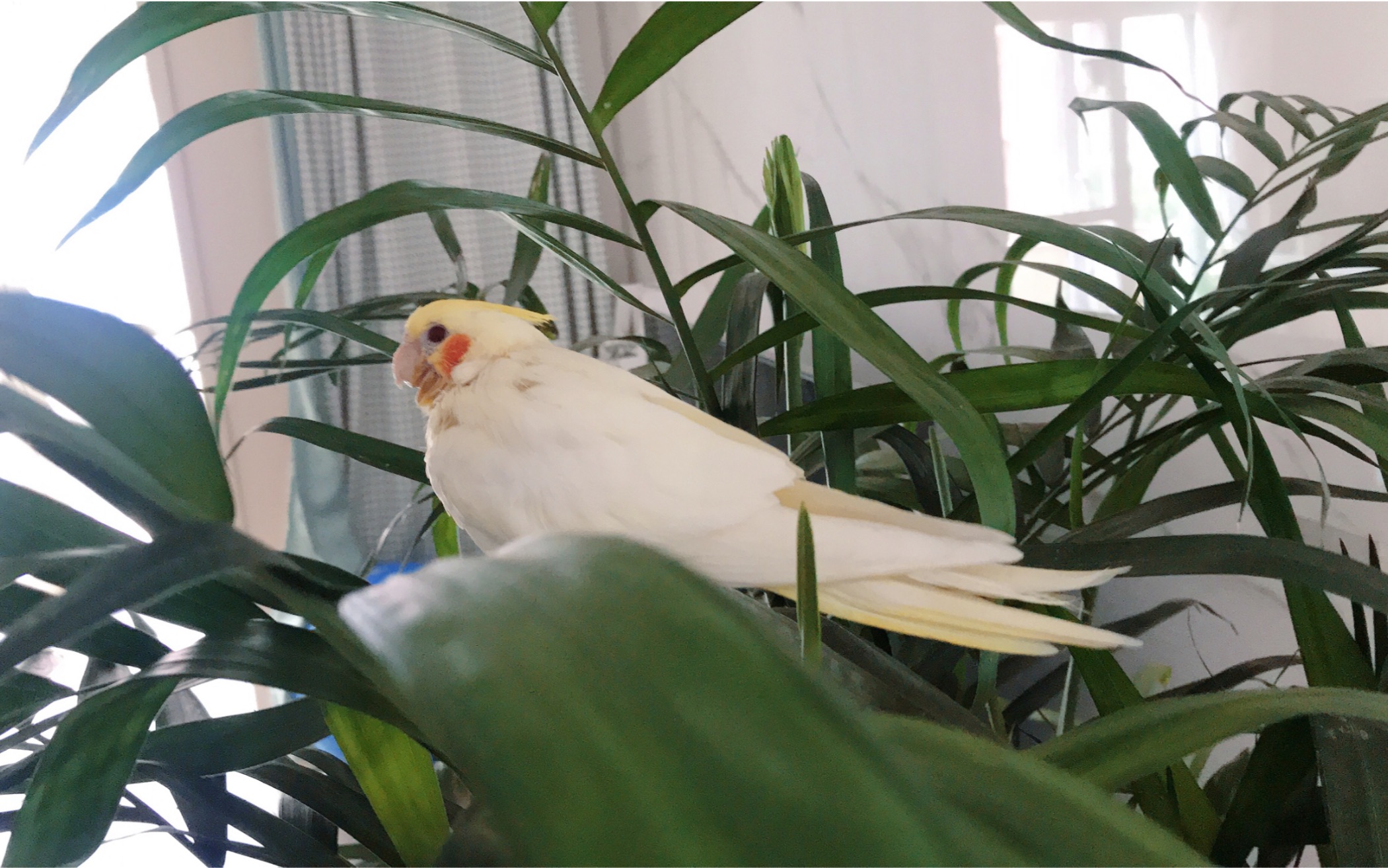 玄凤鹦鹉刀胸小鹦鹉tequila的成长史