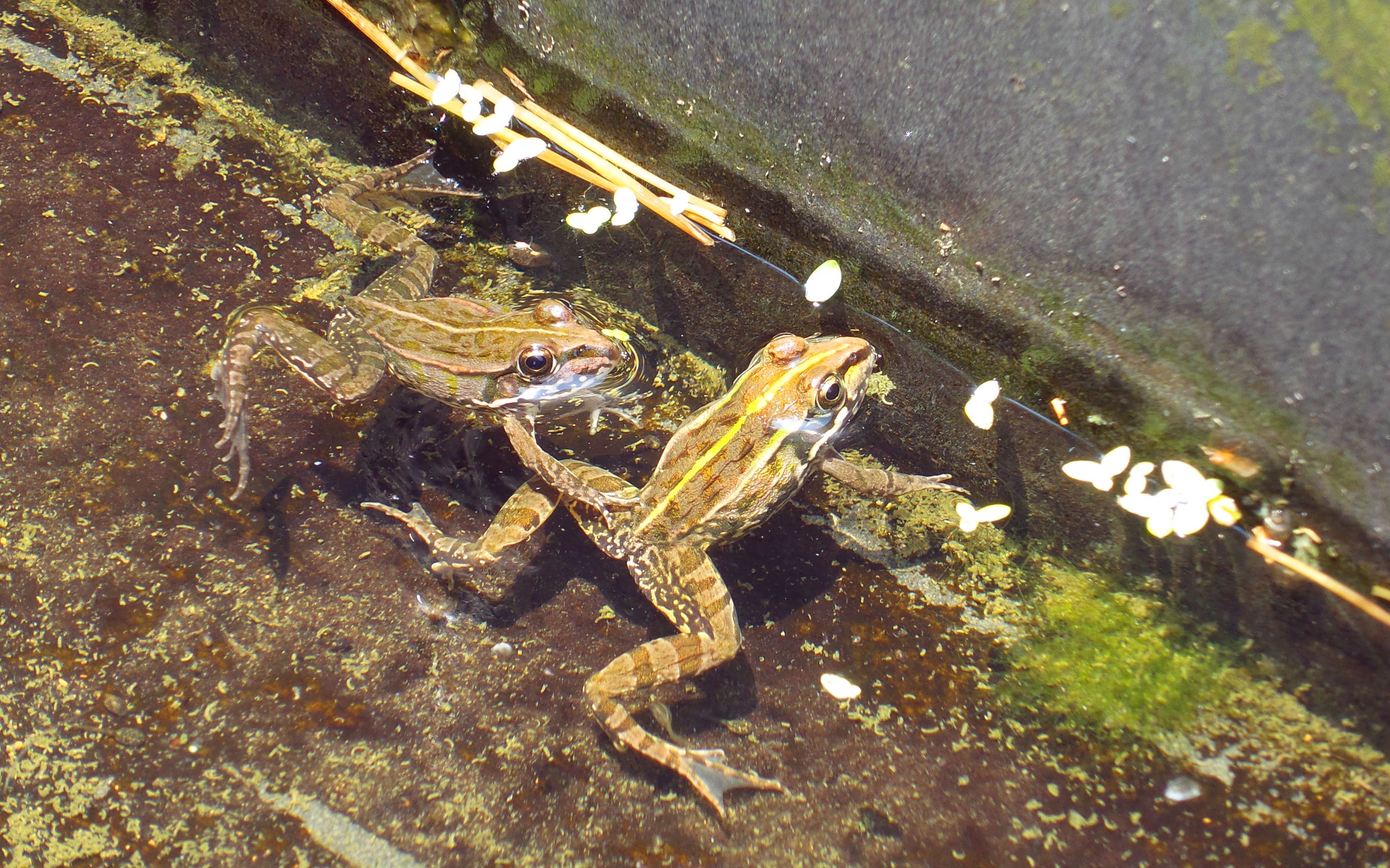 听取蛙声 一片72席篷日常动物世界之八,聆听青蛙原生态的叫声吧.