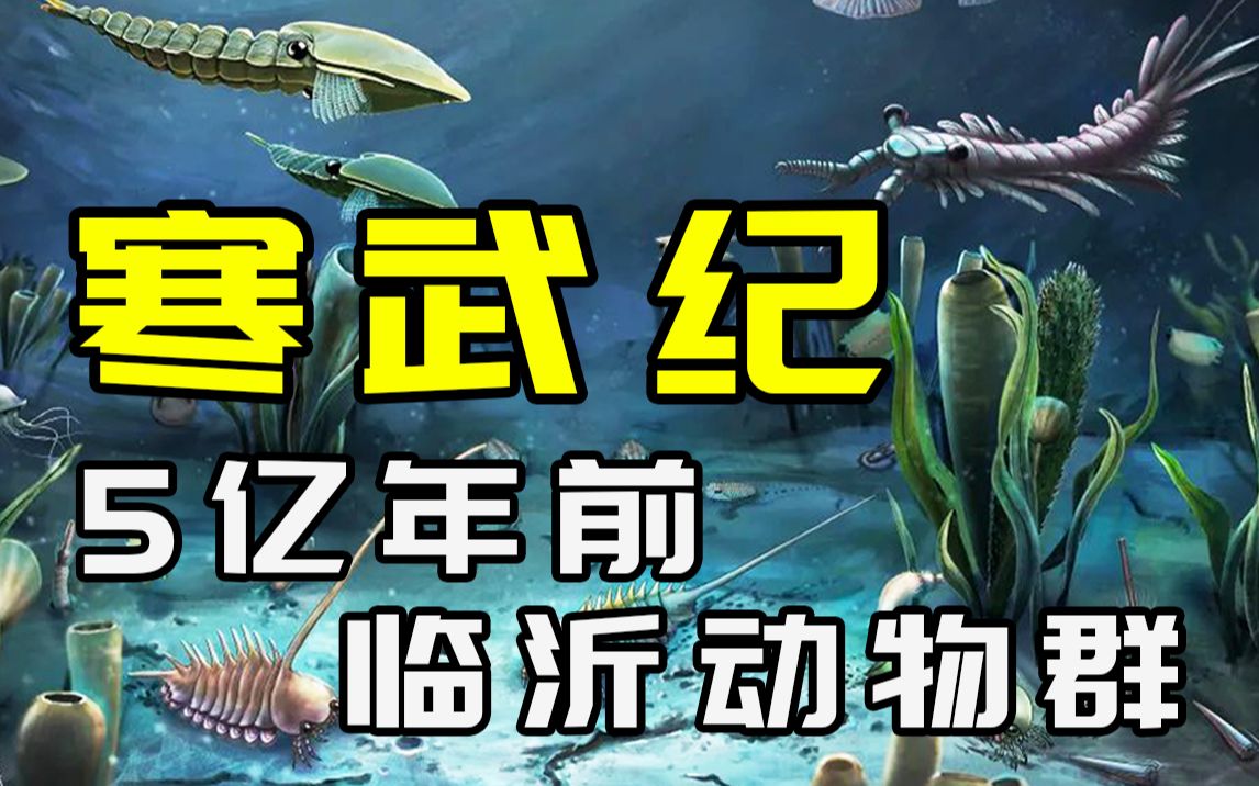 5亿年前的寒武纪临沂动物群问世!最大的三角龙竟是被偷袭致死?我国最古老的猫头鹰居然不是“夜猫子”?【朝化析拾03】哔哩哔哩bilibili