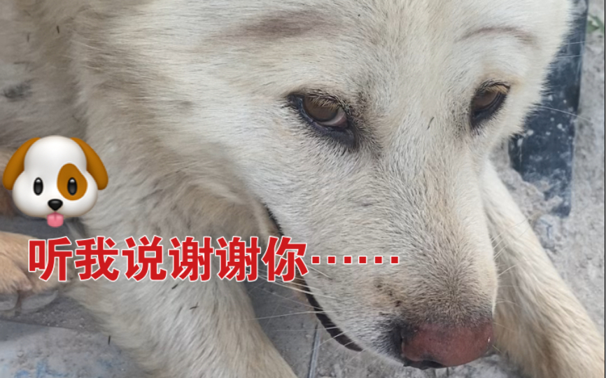 活动作品给狗画了眉毛狗听我说谢谢你