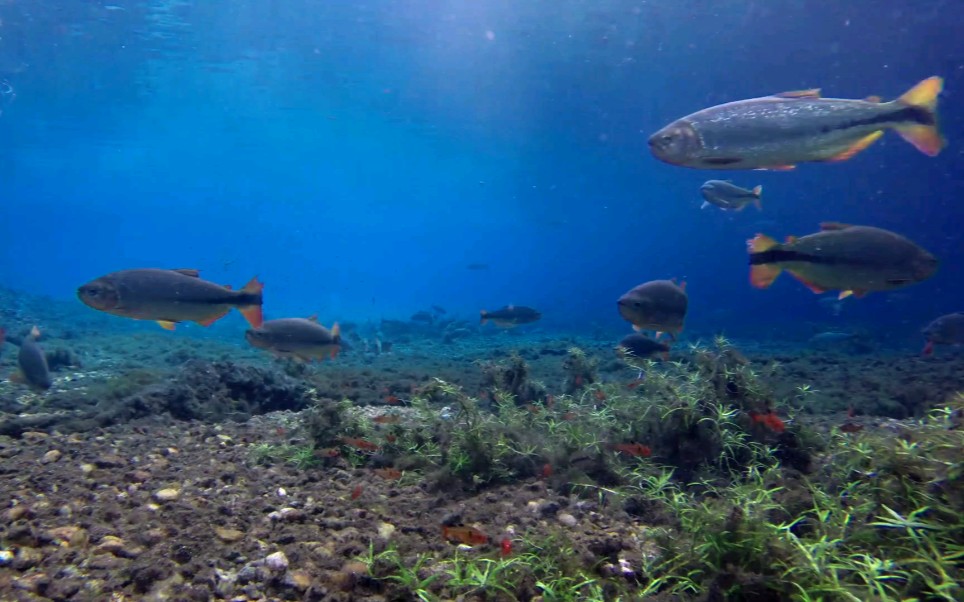 [红尾河虎]安安静静当个屏保多好