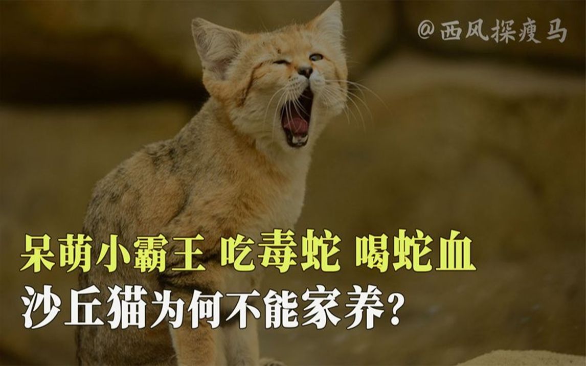 [图]吃毒蛇喝蛇血，外表娇小可爱，沙漠小霸王沙丘猫为何不能家养？