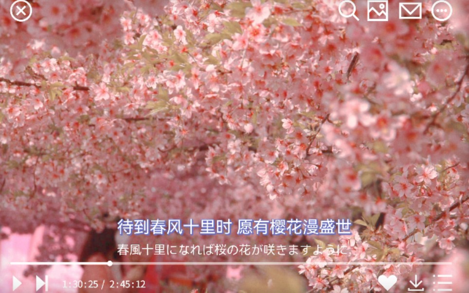 上海顾村公园#樱花节#樱花哔哩哔哩bilibili