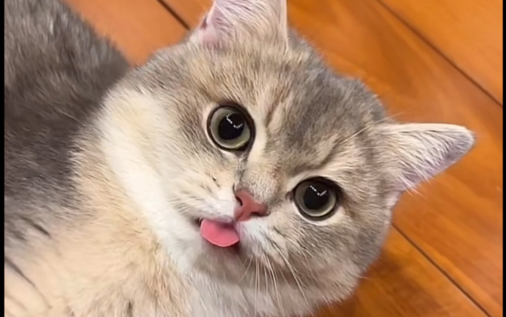 "心机"炮炮爱伸舌.ee就爱心机小猫(自存)——邓峰萌萌摔肿了dy