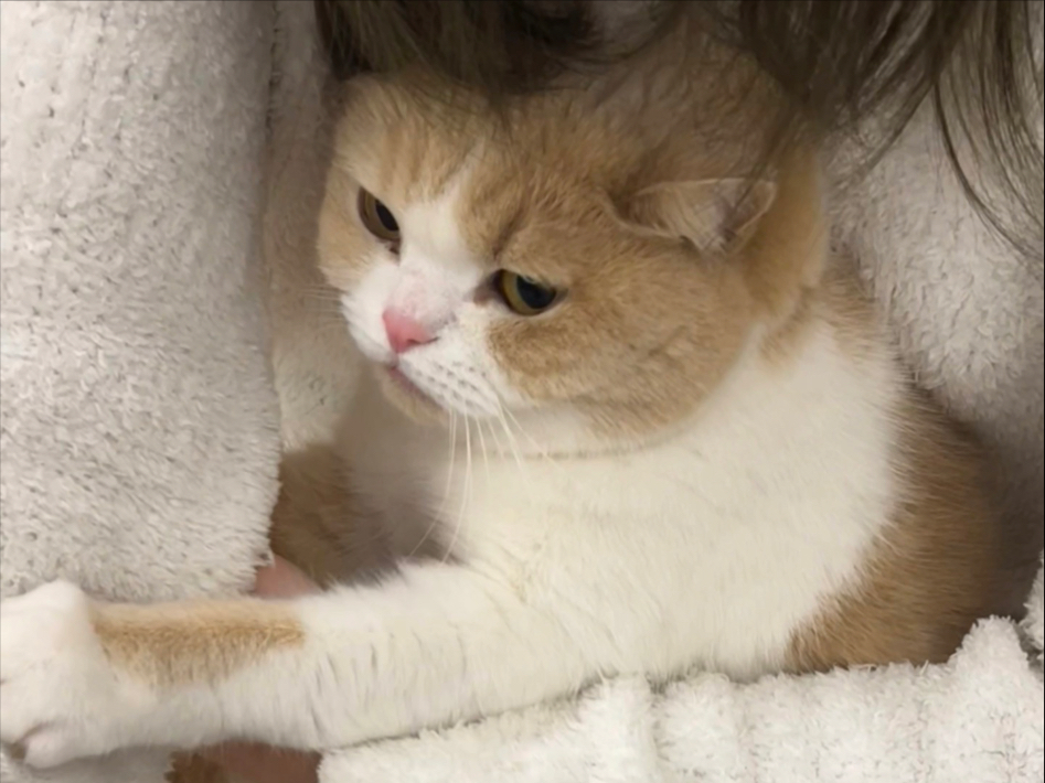 一只气鼓鼓的小猫咪