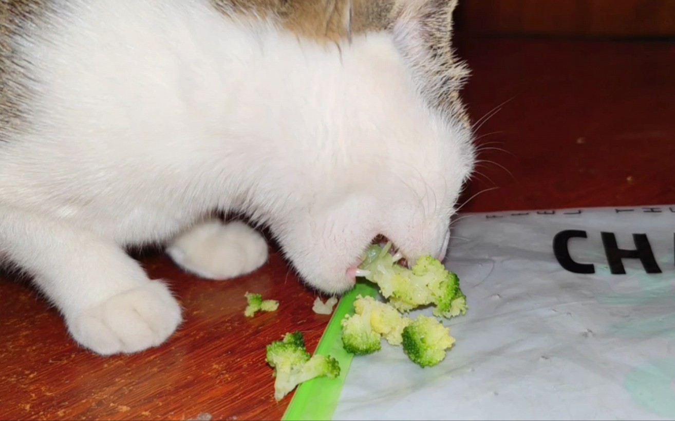 爱吃西蓝花的菜猫