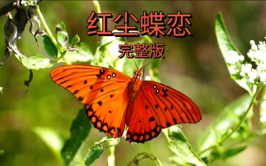 [图]经典歌曲《红尘蝶恋》歌声优美，情意绵绵，蝴蝶在花中翩翩飞舞，令人陶醉，美极了