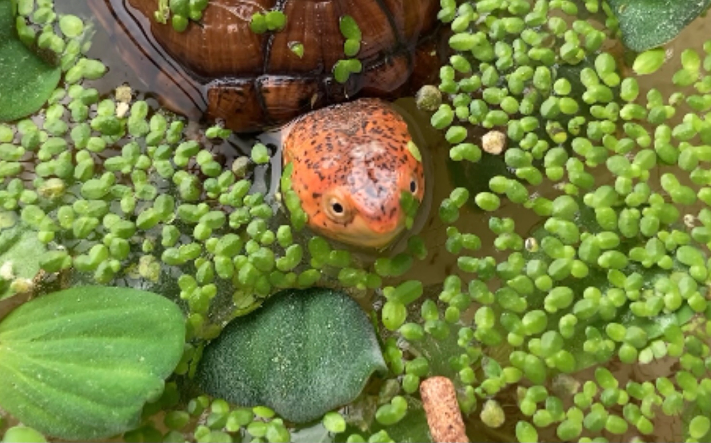 红面蛋龟喂食记录