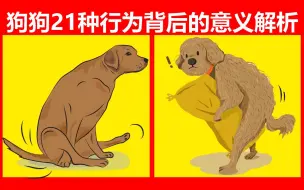 狗狗21种最奇怪行为背后的含义