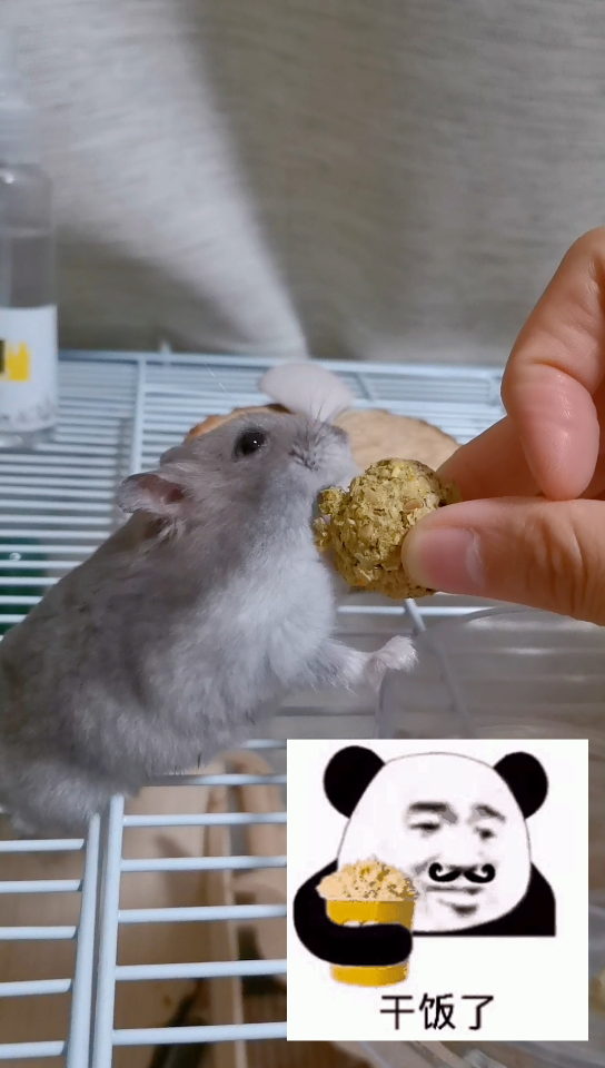 [仓鼠]吃饭的样子都这么乖,确定不来一只这样的小可爱嘛