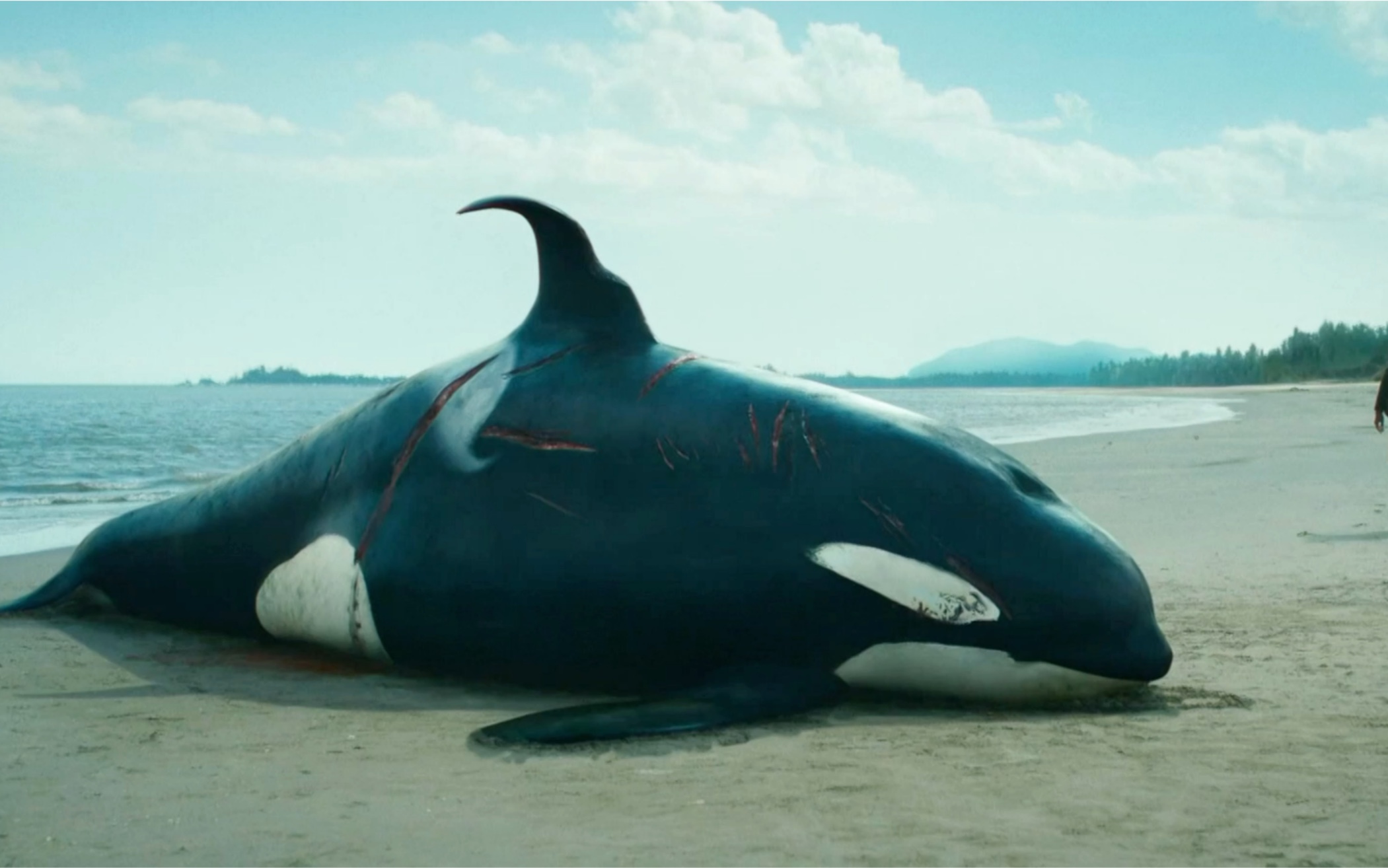 海洋霸主虎鲸竟死在沙滩上