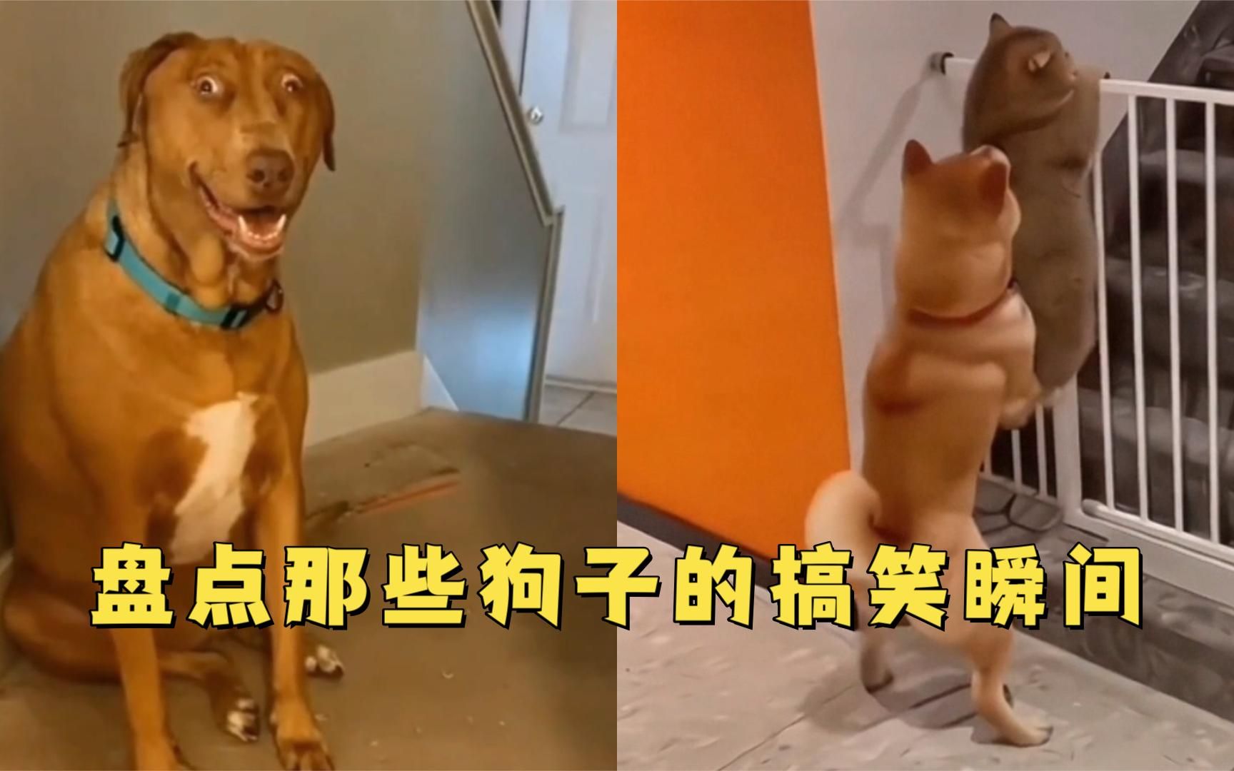 盘点那些狗子的搞笑瞬间,沙雕狗子的迷惑行为,看一遍笑一遍