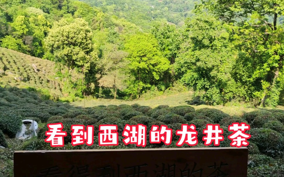 [图]探访龙井问茶观炒茶师傅炒龙井茶，听越剧唱段《孟丽君》他那里字字句句诉衷情演唱舒锦霞