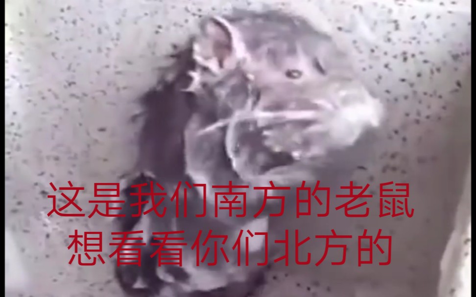 极度真实这是我们南方的老鼠想看看你们北方的