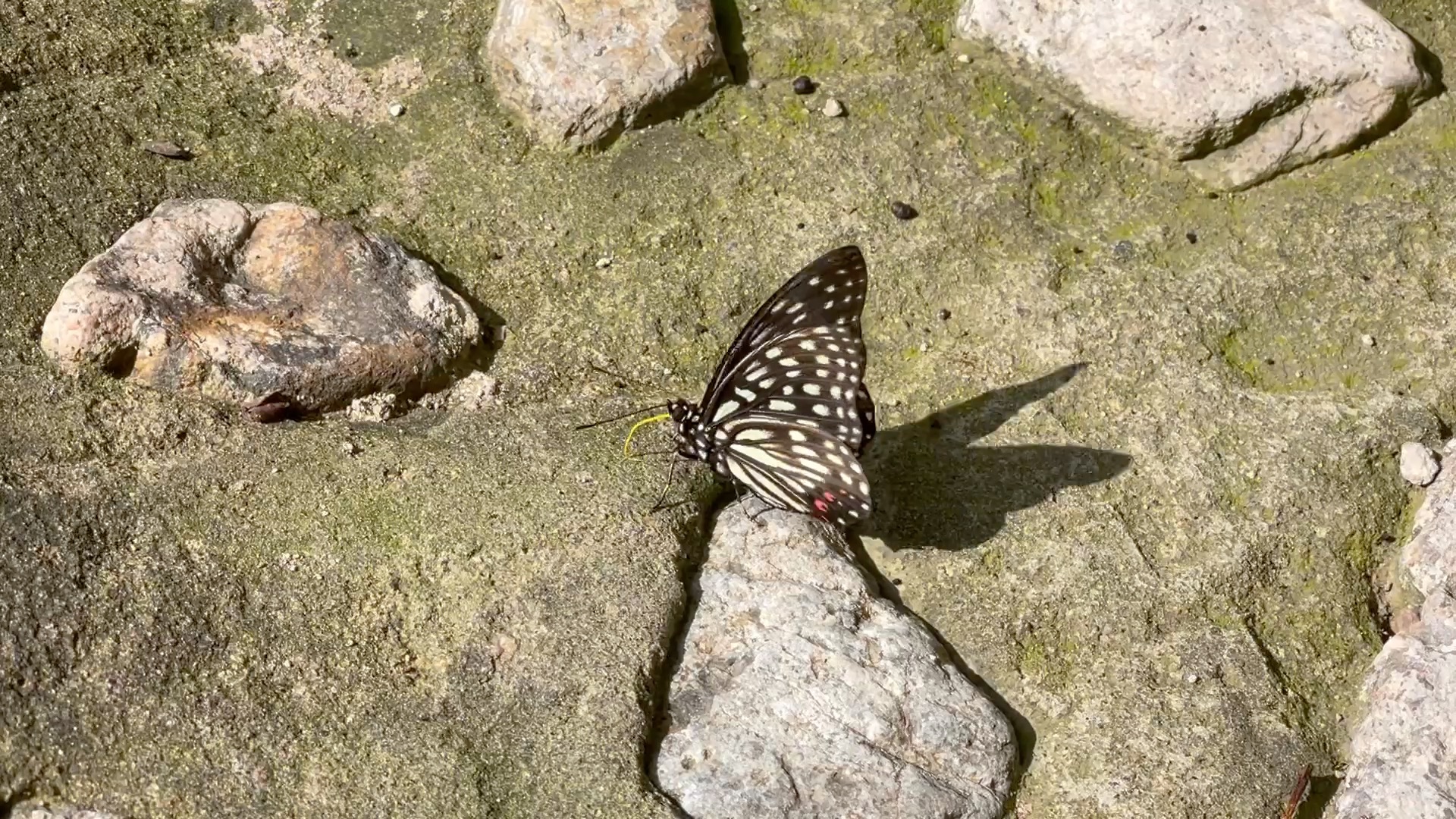 北京蝴蝶记录——黑脉蛱蝶