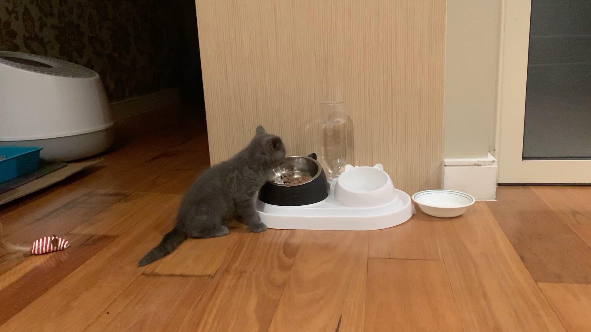 干饭人!终于主动吃饭了,老父亲担心了半天.