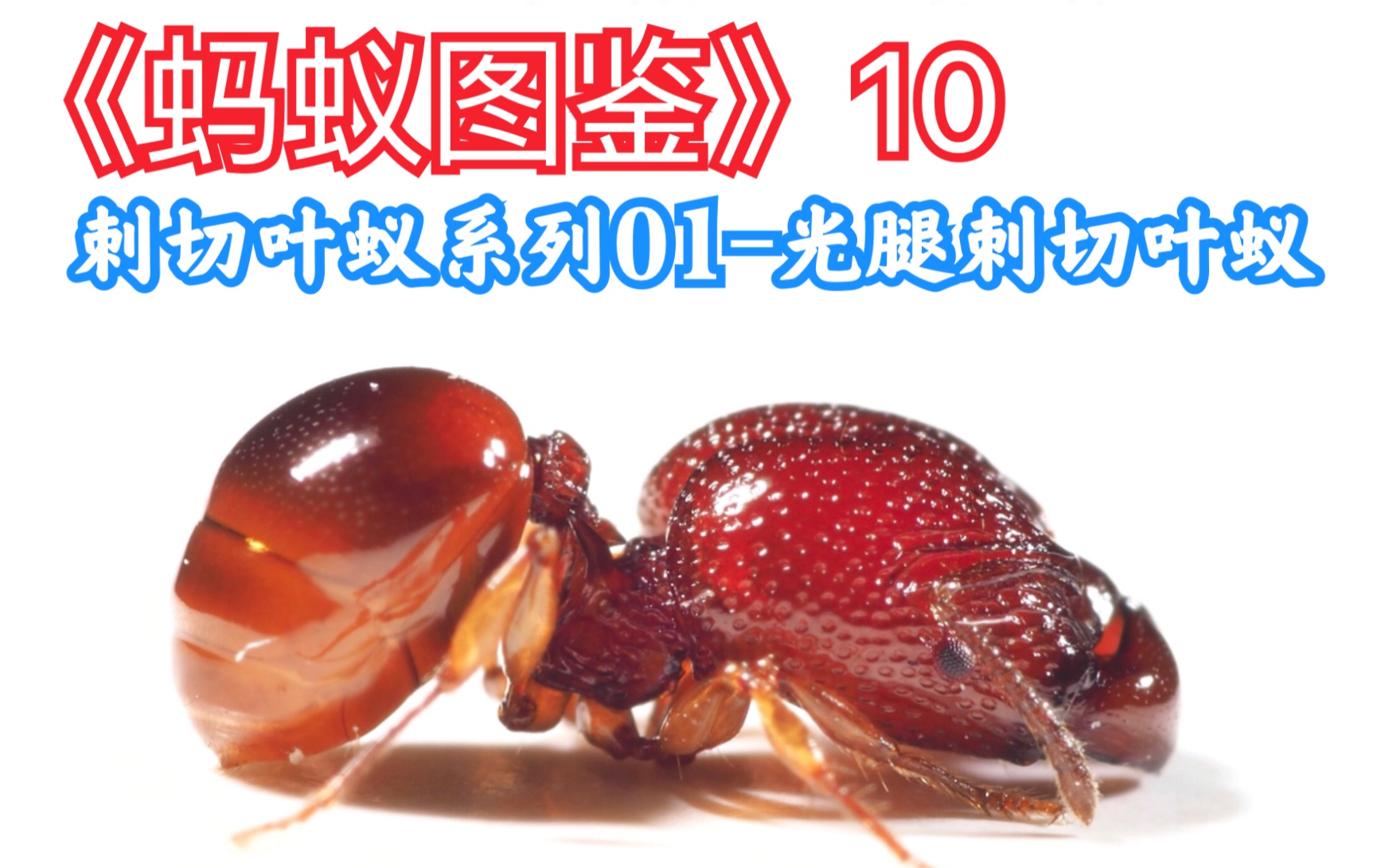 【蚂蚁图鉴】刺切蚁系列01-光腿刺切蚁acanthomyrmex glabfemoralis