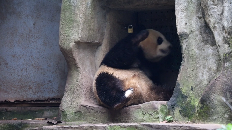 大熊猫妮可图片