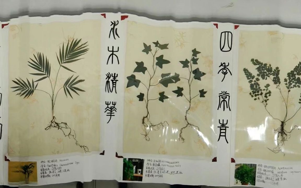 三分钟了解植物腊叶标本制作方法!超级简单哦哔哩哔哩bilibili