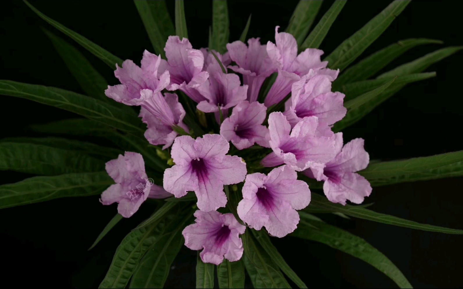 【原创】【延时摄影】每天来看一朵花开/粉色翠芦莉