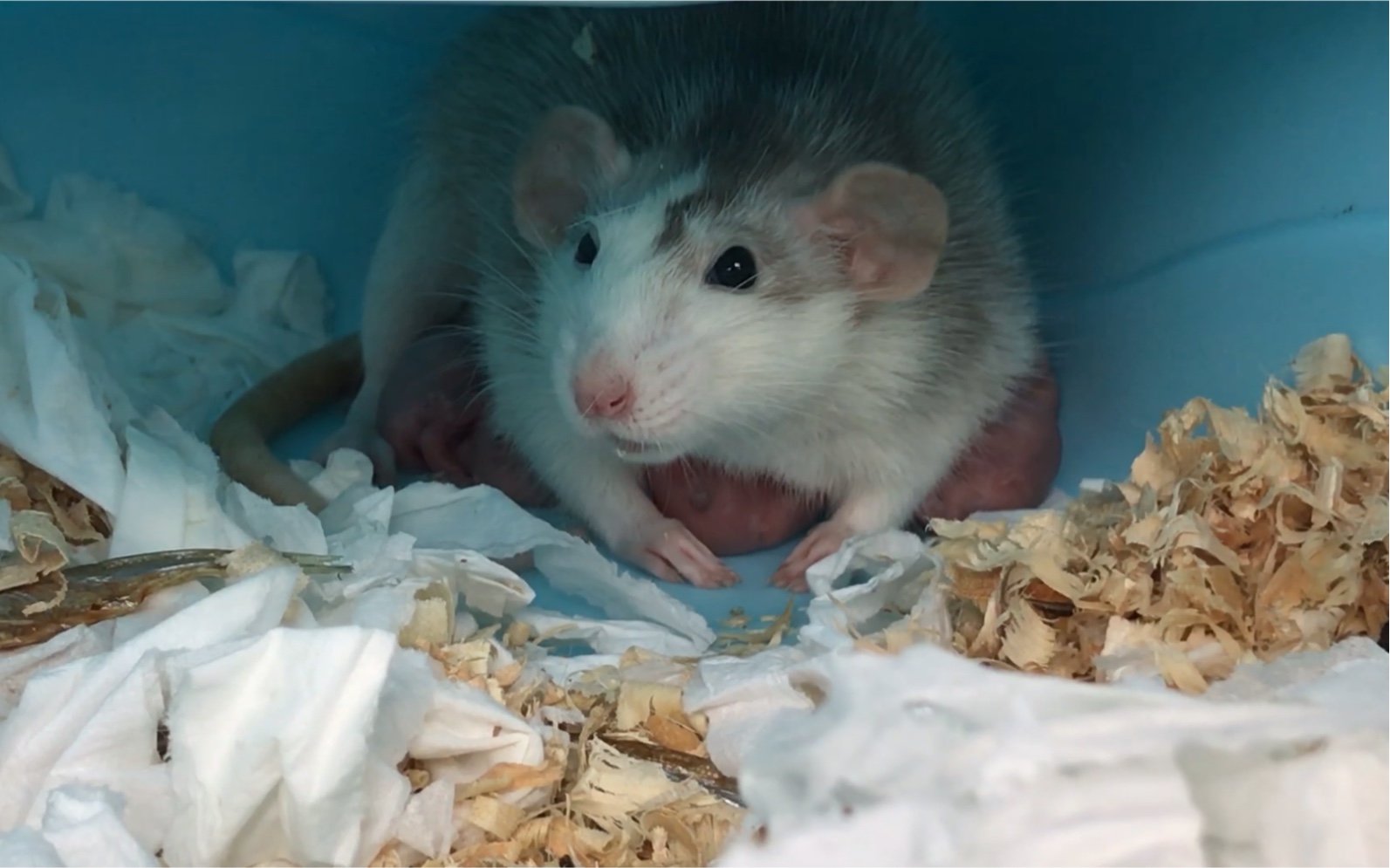 花枝鼠妈妈给混凝土宝宝们喂奶