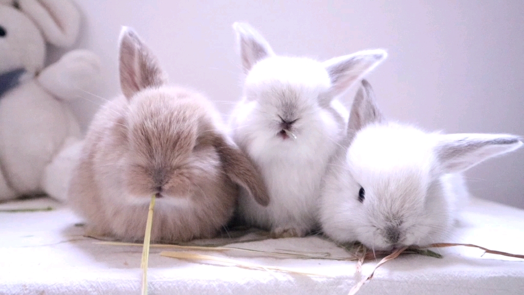 【垂耳兔】小奶兔抱团啃草 33天