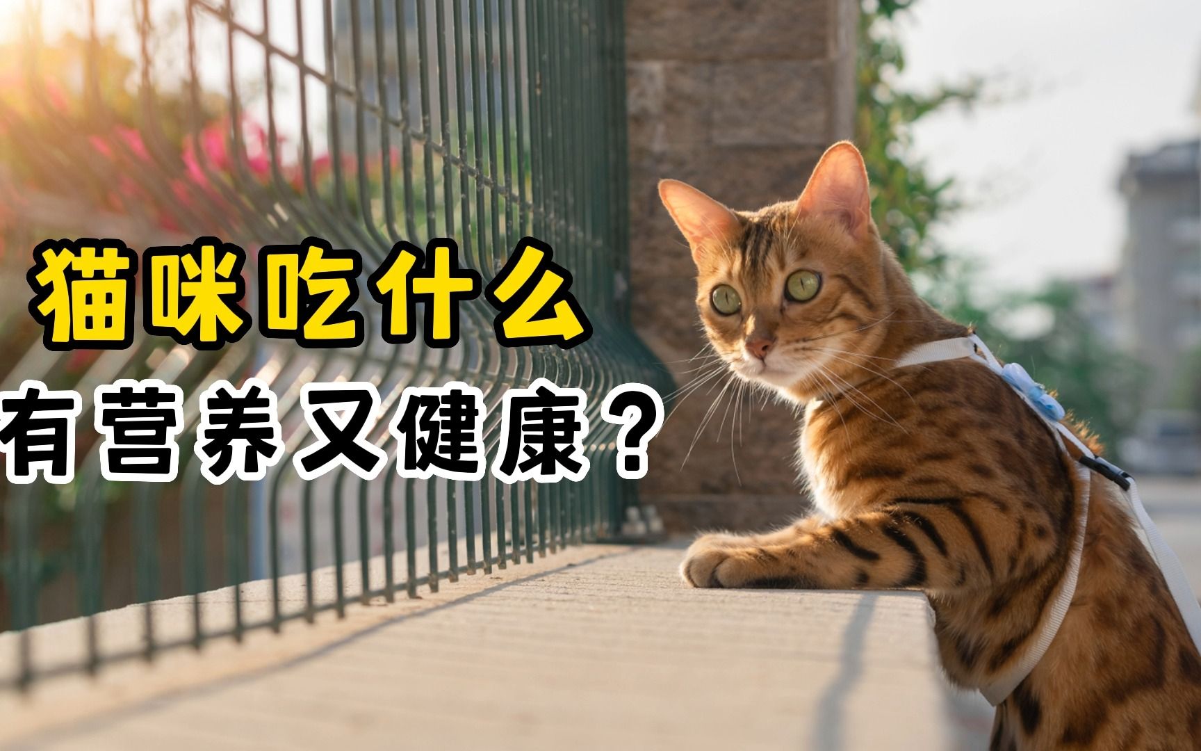 猫咪可以吃什么补充营养?这几种食物最好!哔哩哔哩bilibili