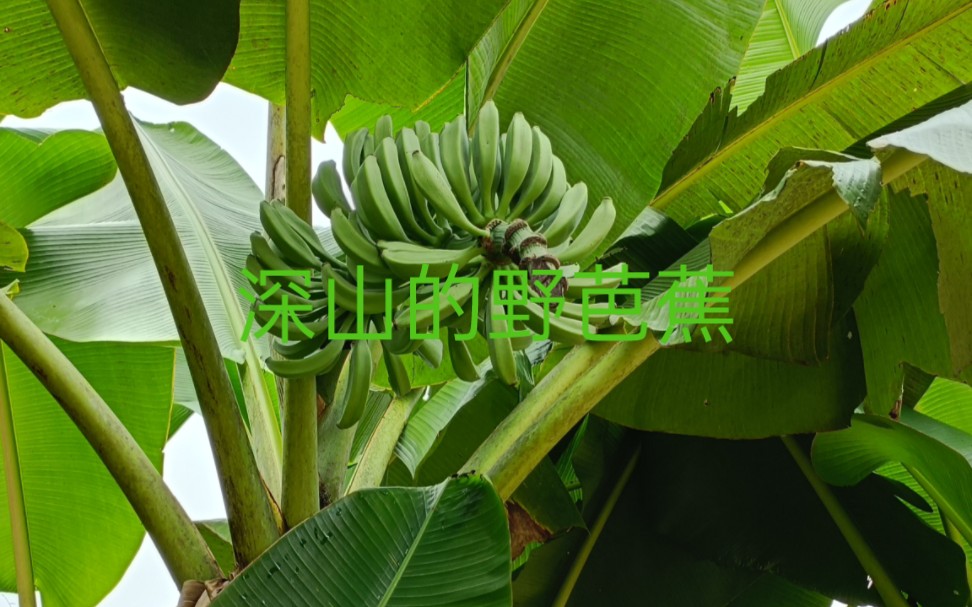 原生态野生芭蕉,绿色健康