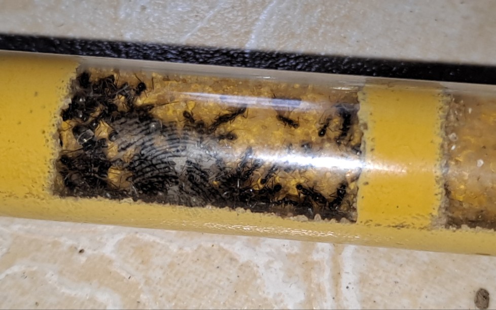 怕冷的长角立毛蚁