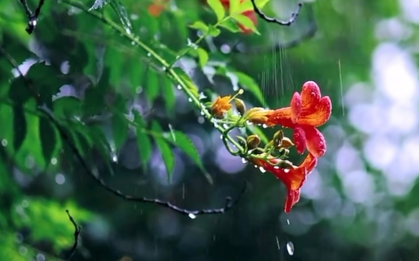 [图]雨中凌霄花 娇柔而刚毅（BGM烟雨扬州）