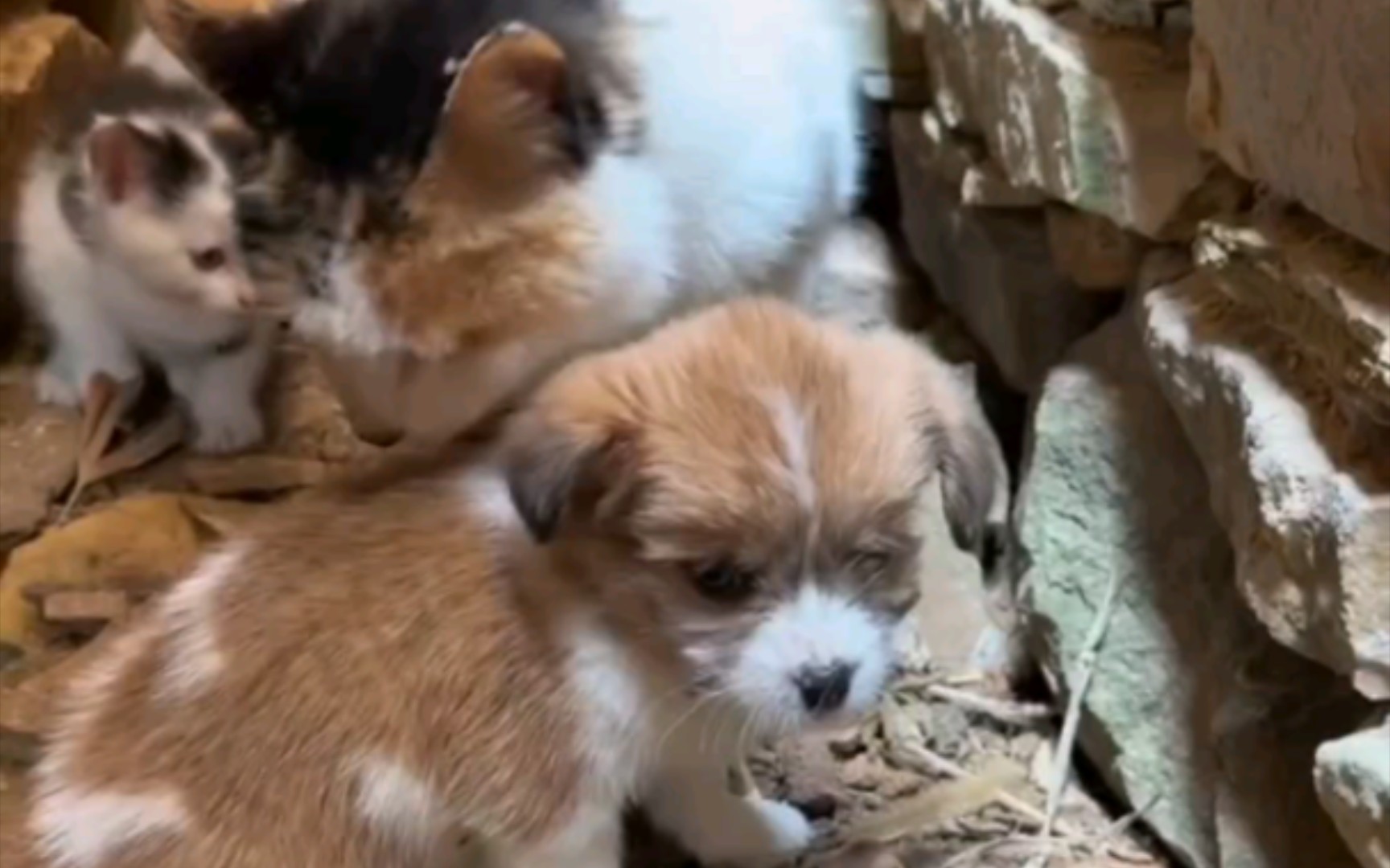 猫妈妈和它的狗宝宝!