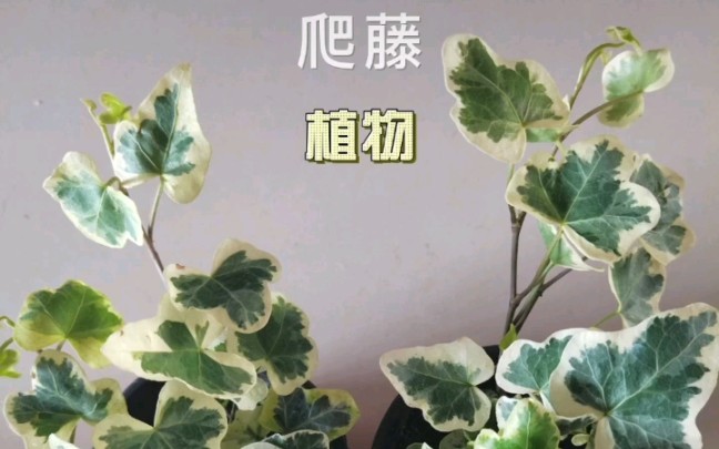 爬藤植物哔哩哔哩bilibili