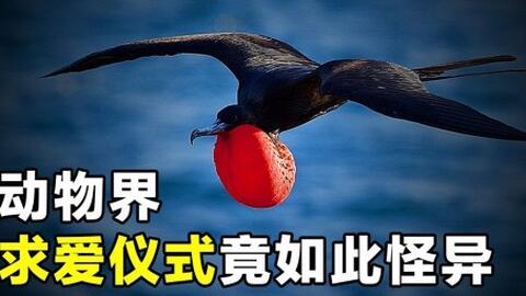 为了求爱繁衍 动物们进化出了无比强悍的技能 令人难以置信 哔哩哔哩