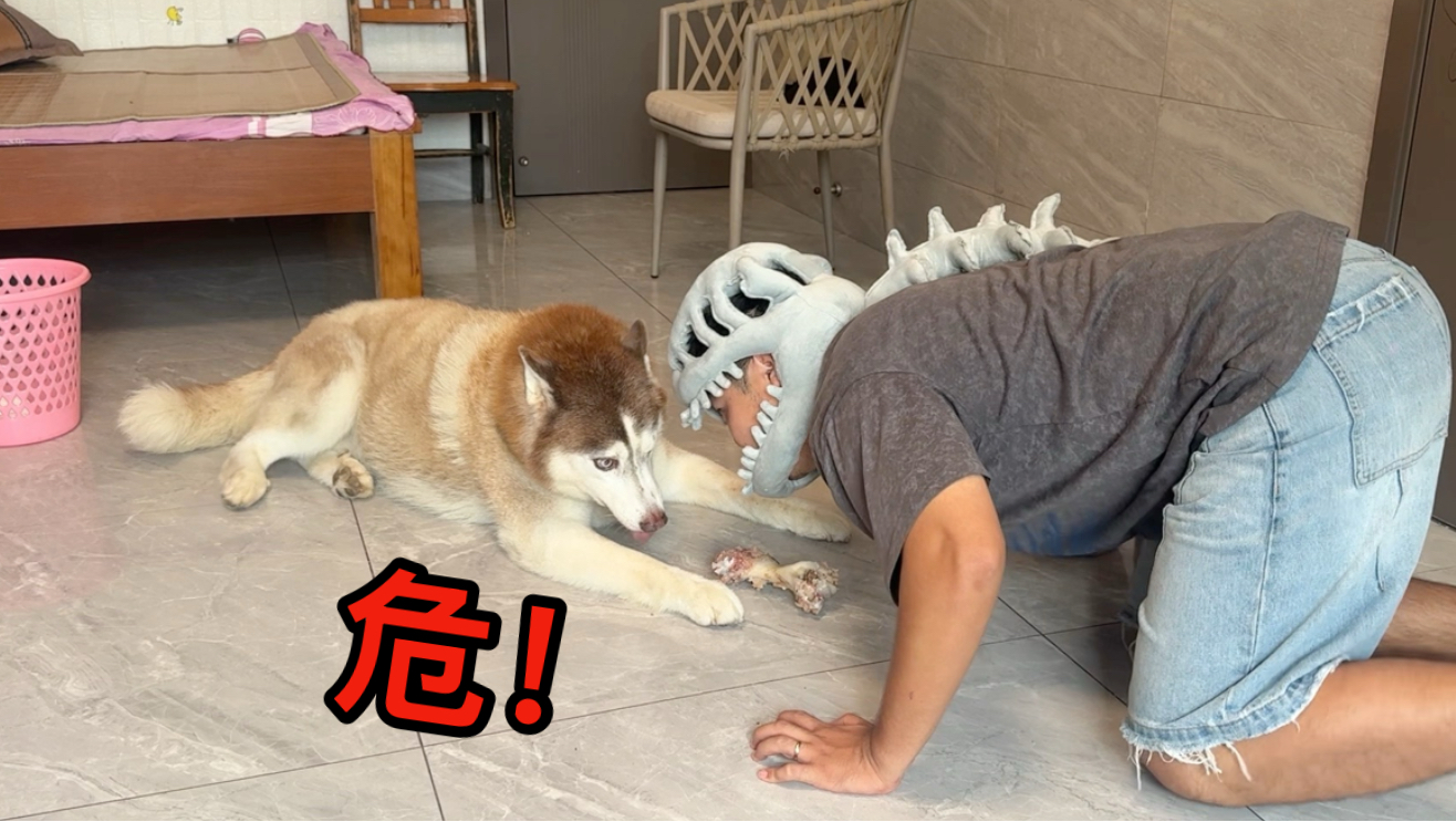 狗子吃骨头时，主人跑去护食，会被狗咬吗？