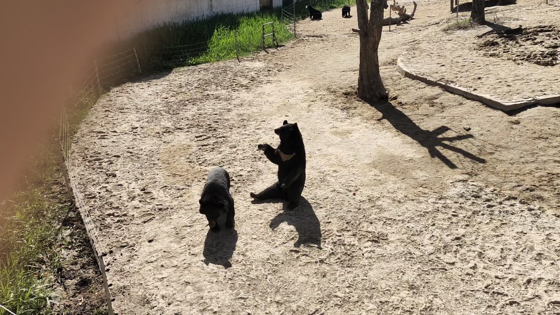 [图]【动物园一游】讨要食物的黑熊和吃竹子的大熊猫