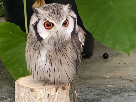 白脸角鸮你个木桩