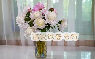 鲜切花绣球花的保养和养护 哔哩哔哩 Bilibili 鲜切花绣球花的保养和养护 哔哩哔哩 Bilibili