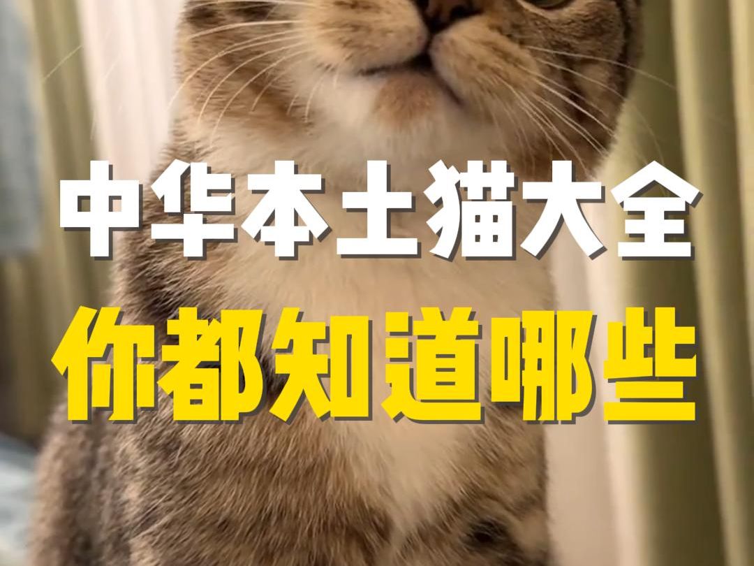 千呼万唤的中华本土猫大全来啦!哔哩哔哩bilibili